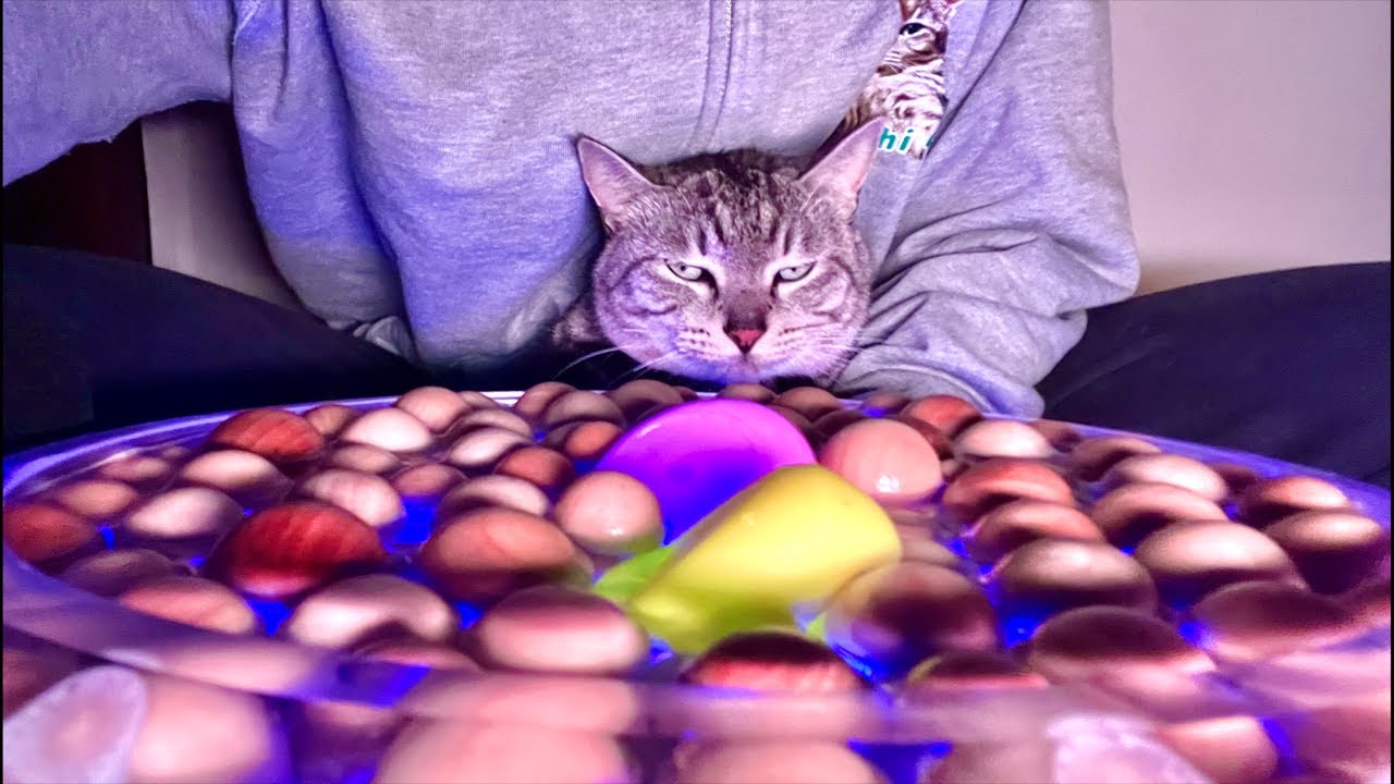 99%が5分で眠くなる😴 ｜猫×水の音｜Deep Relax｜Cat Purring & Wooden