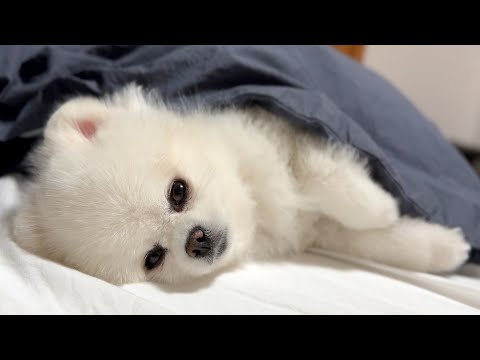 愛犬と2人きりの生活が始まりました