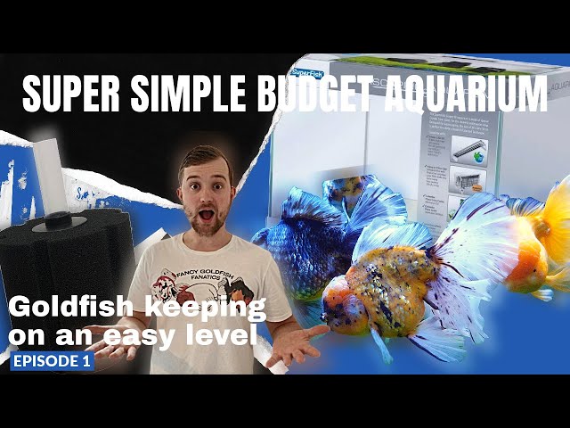 HOW TO setup your first Goldfish aquarium