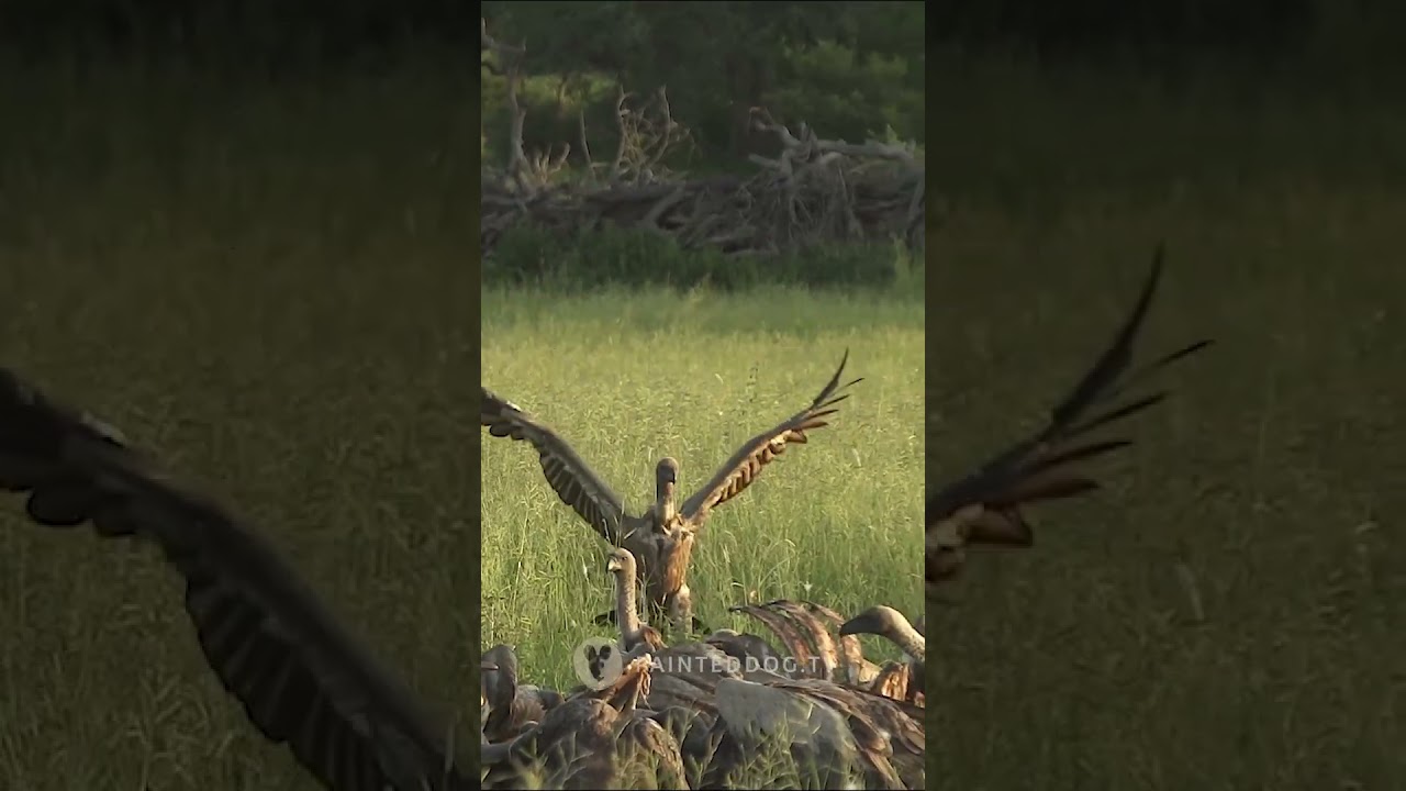 HYENA VS VULTURE