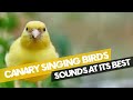 Beautiful !!! Canary Singing Birds Sounds at its best  Melodies Canary Bird song Training