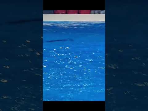 Dubai Dolphinarium-2023/Dolphins & Seal Show/ #shorts #travelvlog #dubai #dubaidolphinarium #seal