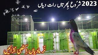 First Pigeons Night Training March 2023 | Kabootar Bazi Dostana Pigeons Amra