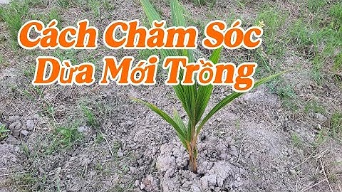 #3. Cách Chăm Sóc Cây Dừa Mới Trồng