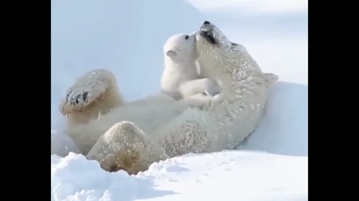 Polar bear and her cub. Video by Ruth Elwell Steck