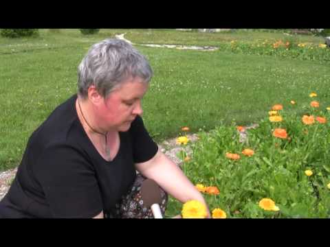 Video: Calendula Flower: kuidas kasvatada saialille