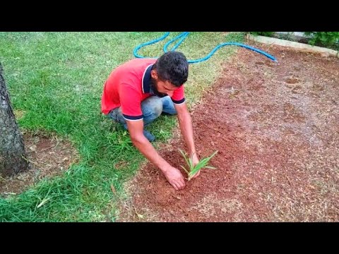 ازرع اجود انواع العشب بدون ما تدفع ولا قرش😍Green grass cultivation