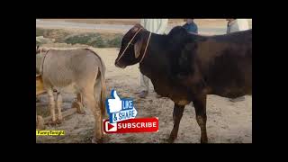 Funny Animal Mates, Cow Mating With Donkey, Cow Funny Video,  BULL KA GHADI PAR DIL AA GIA MUST SEE