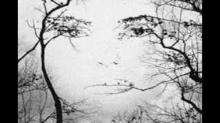 Eleven Pond - ' watching trees '