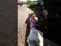 Кавказская овчарка и дети