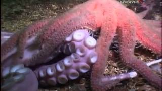 Хитроумный осьминог   Pieuvre, monstre malin