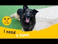 Beau the beautiful german shepherd  dogs trust darlington