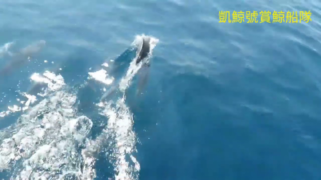 噶瑪蘭號賞鯨船-龜山島401行程-00