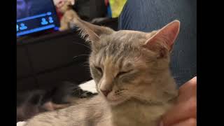 Lucia and Ayla! Cute Kittens by Brooklyn Animal Action 93 views 2 years ago 1 minute, 19 seconds