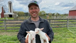 $2K to $1.4 Million With St Croix Sheep on Grass