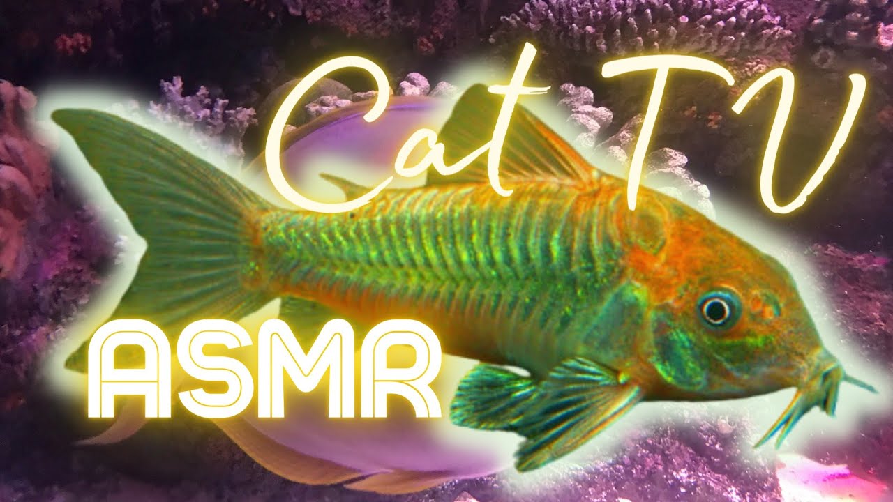 Green laser Corydoras - Relaxed Watching ASMR Mobile Cat TV Aquarium!🐠😍
