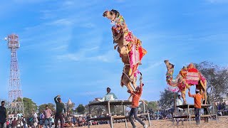 Pomcho || New Rajasthani Song 2024 || New Camel Dance || 2024 #rajasthanidance #priyanshu #cameldanc