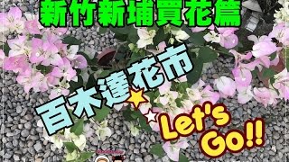 20161203《新竹新埔買花篇》百木達景觀休閒花市買九重葛~化身小小園丁