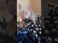 URGENT: French Bulldog With Scheduled Surgery Faces Euthanasia Tomorrow Without Help[STORY BELOW]