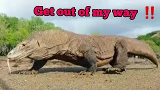 The Way How Komodo Dragon Walking||Watch Out ‼