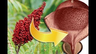 Sumach Heilkraft Als Gewürz Bei Blasenschwäche