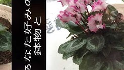 第一フラワー 花 のある暮らしでココロ豊かに Youtube