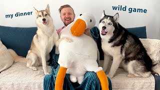 Hiding From My Dogs And Cats Behind a Giant Goose! Funny Husky Reaction