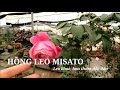 Hồng leo Chant Misato rose | Hồng leo Pháp hoa to, cực thơm