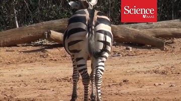 Timing and energy are the secret to tail swatting