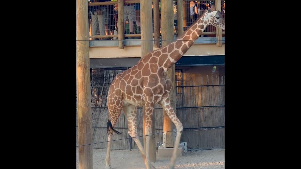 Giraffe socializing with humans YouTube