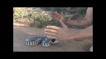 HUNTING FOR BLACK HEADED PYTHON