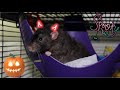 Halloween Rat Cage Tour || Midwest Double Critter Nation