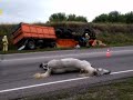 Джолда малла… Бек уллу джарсыу…