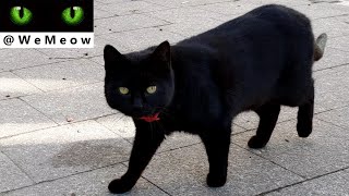 Black Cat Is So Cute - part 1 by We Meow 195 views 3 years ago 1 minute, 9 seconds