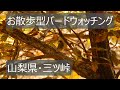 山梨県・三ツ峠でお散歩型バードウォッチング 初心者バーダーさん用探鳥イメトレ付き 野鳥解説はあえてありません!