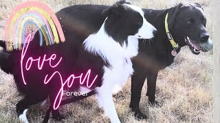 Meggy Moo the Collie and Percy The Labrador - One True Love Forever by Percy The Labrador 395 views 17 hours ago 3 minutes, 54 seconds
