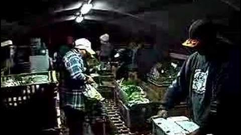 Eatwell Farm... Packing CSA boxes.