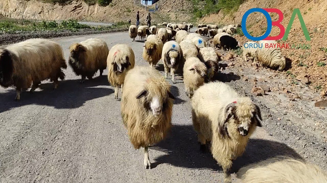 Çobanlar yayla yolunda  /OBA AJANS /2021 MAYIS