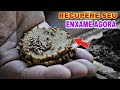 APRENDA RECUPERAR seu ENXAME de ABELHA JATAI (EM 24 HORAS)