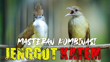 MASTERAN KAPAS TEMBAK VS CUCAK JENGGOT PALING TREN 2025