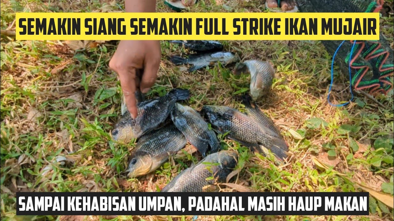 MODAL CACING Rp.3000 MANCING MURAH MERIAH FULL STRIKE BERTUBI-TUBI MANCING MUJAIR DAN NILA LIAR