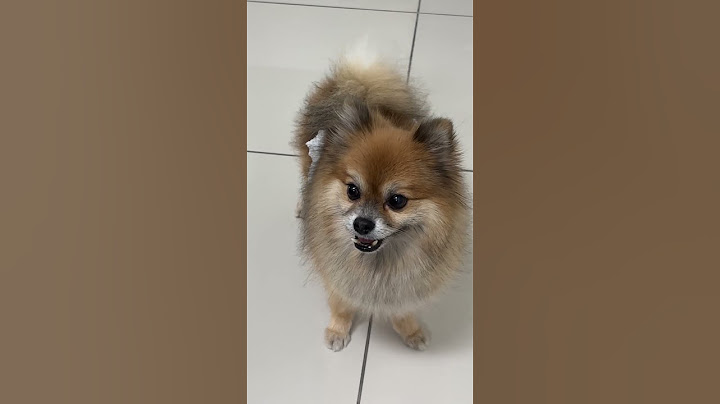 🐶 When Your Dog Demands Dinner Like a Boss! 🍽️🗣️
