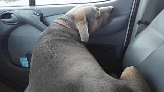 20190816 Svo Route 66 From Albuquerque, New Mexico To Cadillac Ranch In Amarillo, Texas