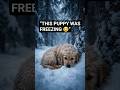 I Rescued a Freezing Puppy During a Snowstorm ❄️🐶❤️ #explore #puppyhood #shortvideo #viral