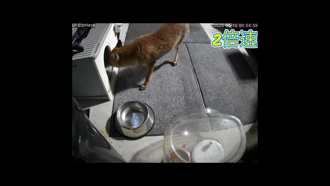 キツネさんがまた来たから黙って見ていた #キツネ