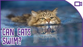 Can Cats Swim?  STOP Your Cat From Drowning!