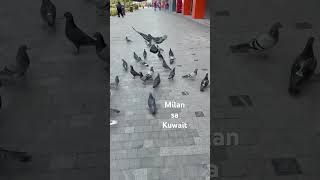 Milan sa Kuwait #kabayanabroad #travel #kuwaitview #capitalcity #kuwait #vlog #kuwaitcity #kuwait