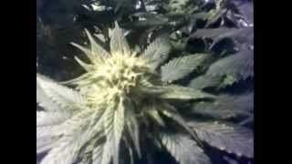 Growumentary 18 "Flower Day 37 & veg"