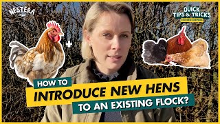 How to introduce new hens to an existing flock