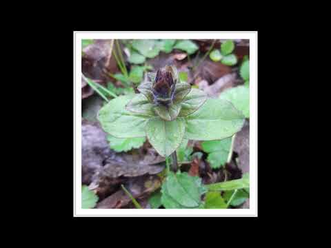 Vidéo: Fleurs D'intérieur à Feuilles Violettes (30 Photos) : Plantes D'intérieur à Feuilles Vertes En Haut Et Violet En Bas, Autres Types